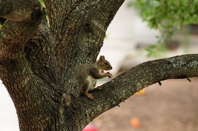 Squirrel Tree Nature Wildlife