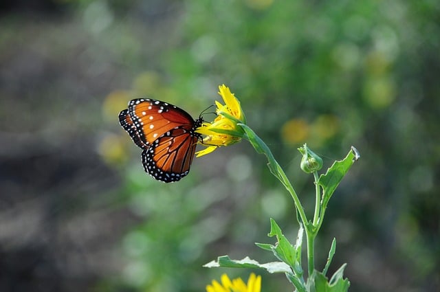 Butterfly Nature Flower Pollination