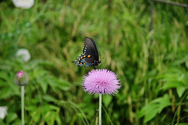 Butterfly Insect Nature Pollination