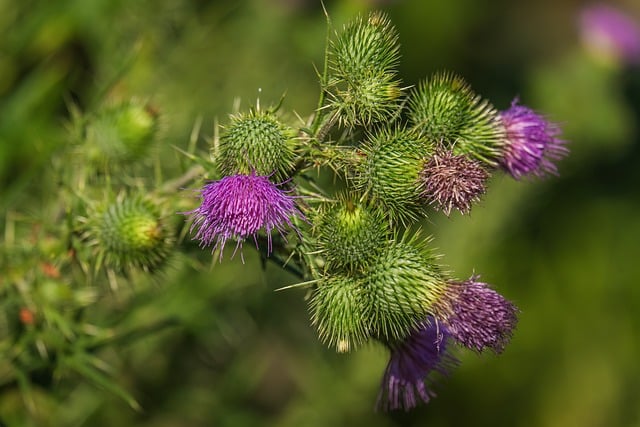 Thistle Purple Green Nature Plant