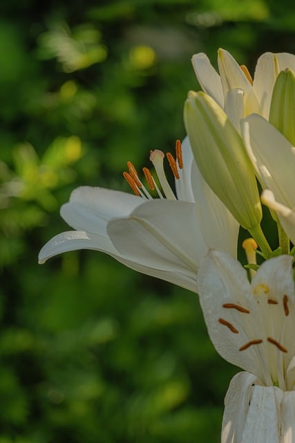 Flower Lily White Pistil Sunlight