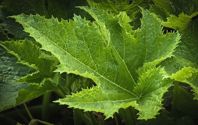 Squash Leaf Plant Nature