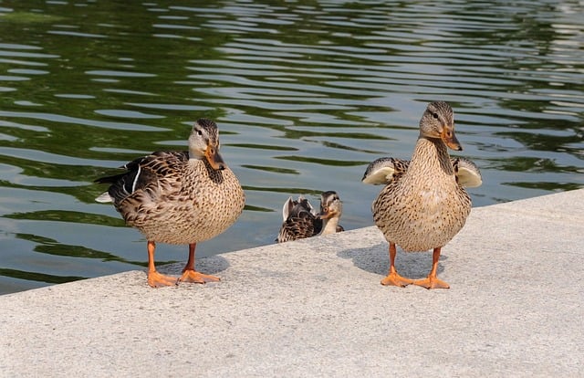 Ducks Pond Water Feathers Nature