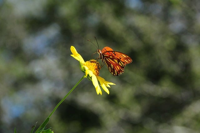 Butterfly Nature Flower Pollination