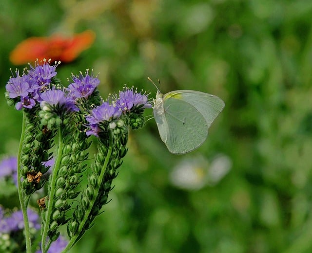 Butterfly Nature Pollination Wings