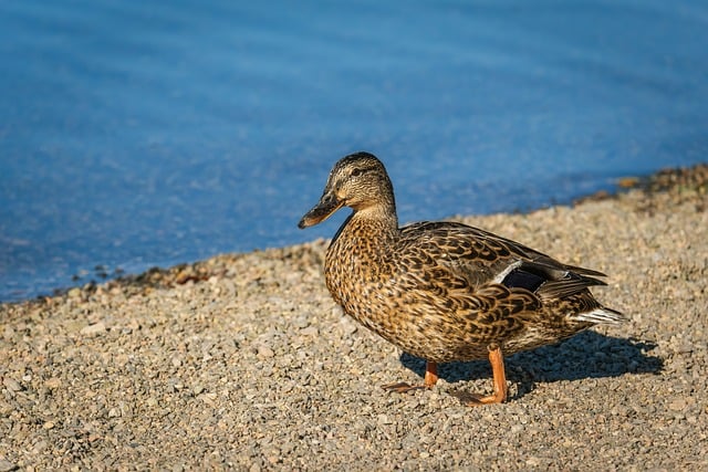 Duck Bird Waterfowl Beach Lake