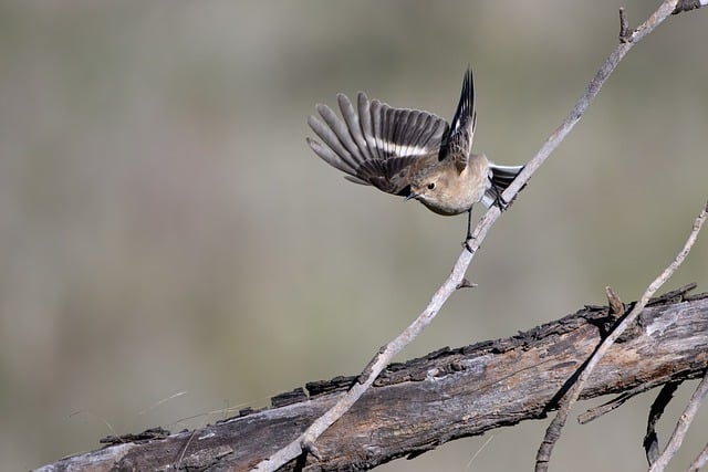 Flame Robin Bird Animal Feathers