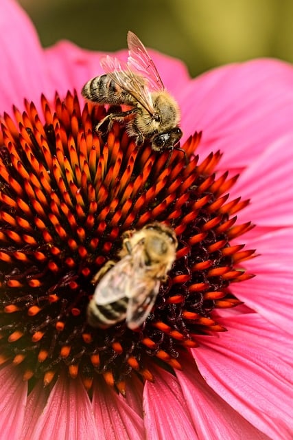 Bee Flower Pink Nectar Insect