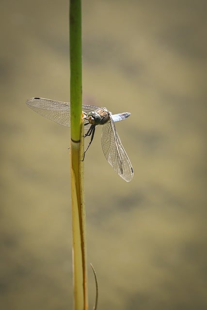 Dragonfly Insect Nature