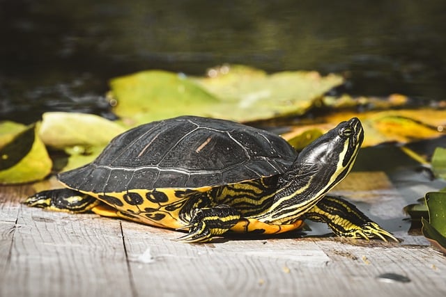 Turtle Animal Water Nature Wood
