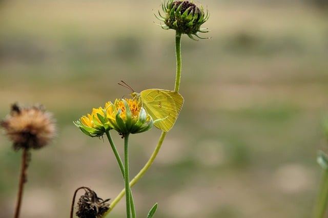 Butterfly Nature Insect Pollination