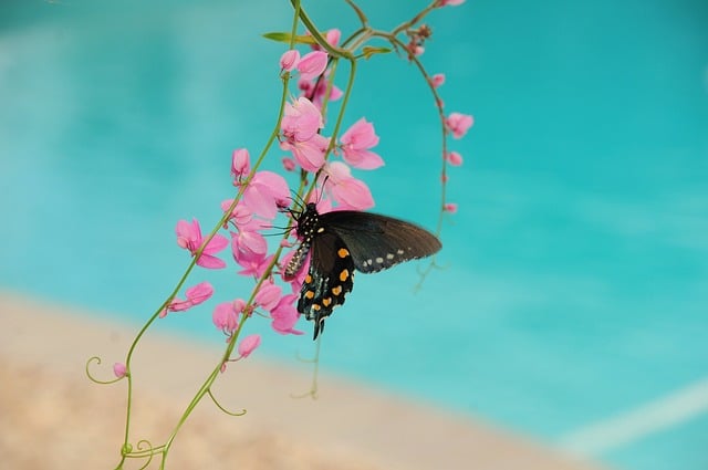 Butterfly Nature Insect Pollination
