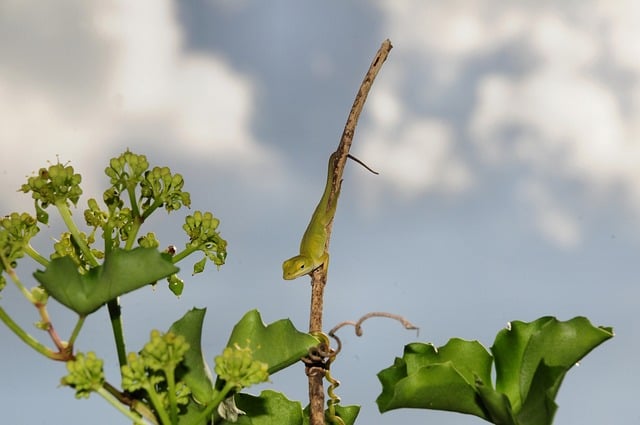 Lizard Nature Animal Branch Garden
