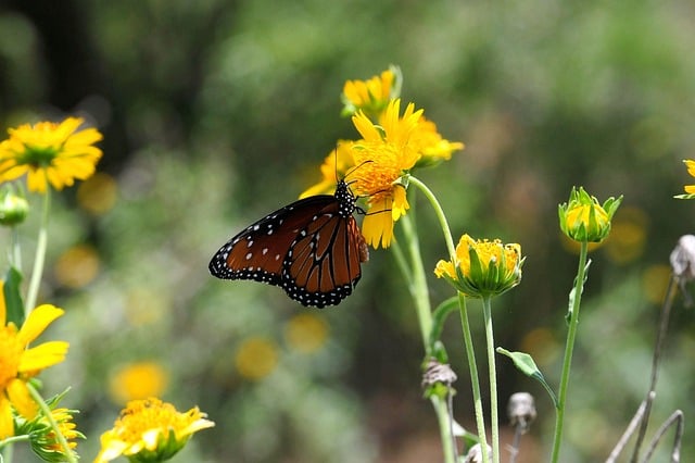 Butterfly Flower Nature Pollination