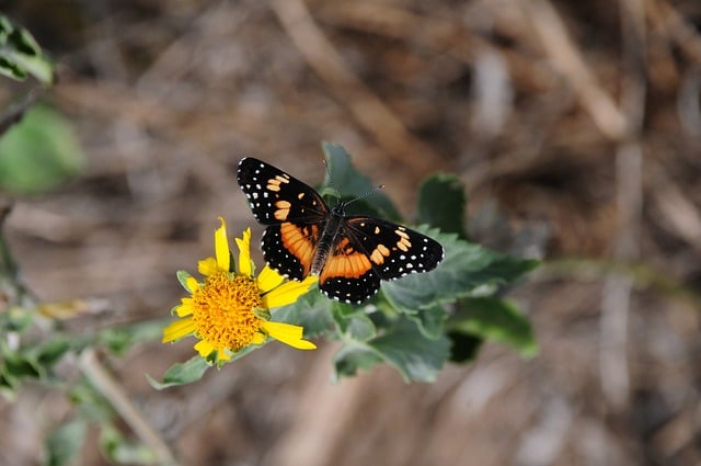 Butterfly Nature Flower Pollination