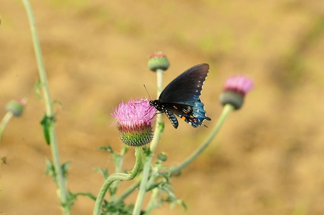 Butterfly Nature Insect Pollination
