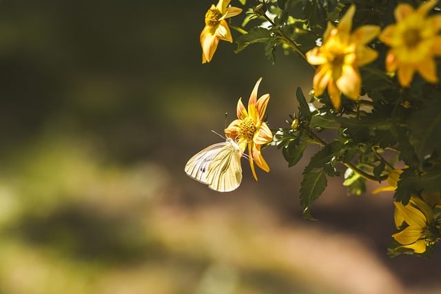 Butterfly Flower Yellow Summer
