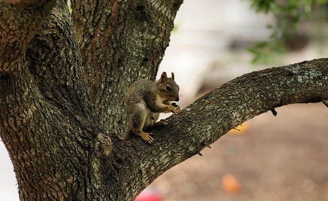Squirrel Nature Animal Wildlife