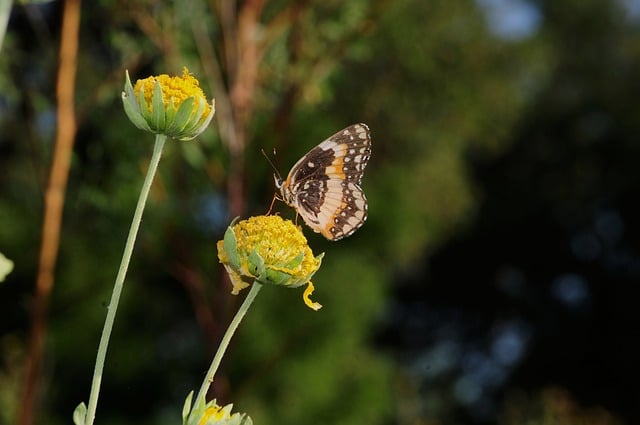 Butterfly Nature Pollination Flower