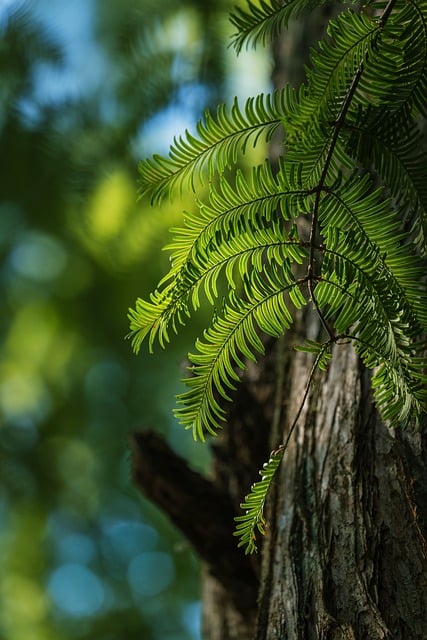 Fern Foliage Tree Bark Nature