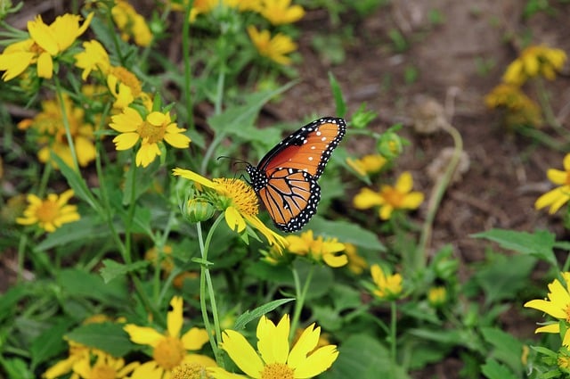 Butterfly Nature Insect Pollination