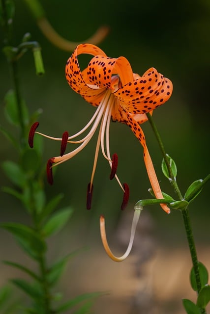 Lily Black Spot Orange Color