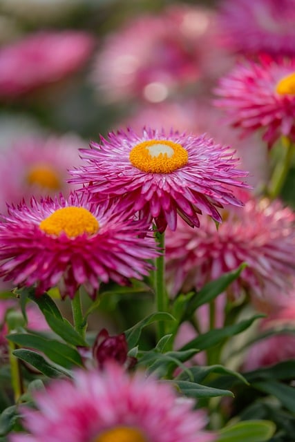 Flower Strawflower Pink Macro