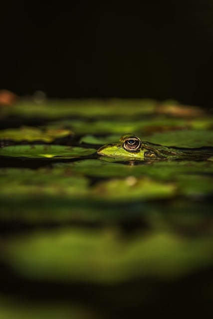 Frog Green Pond Detail Nature