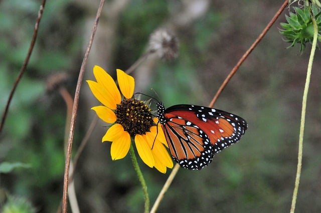 Butterfly Monarch Nature