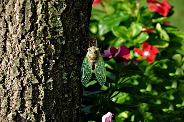 Tree Cicada Wings Insect Nature