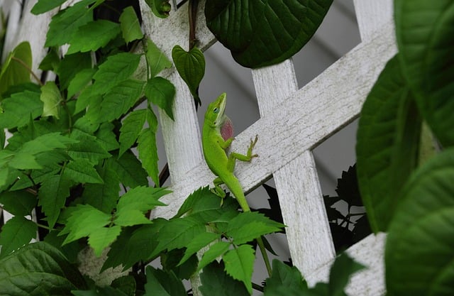 Lizard Reptile Nature Wildlife
