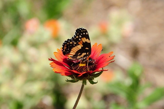 Butterfly Flower Nature Insect