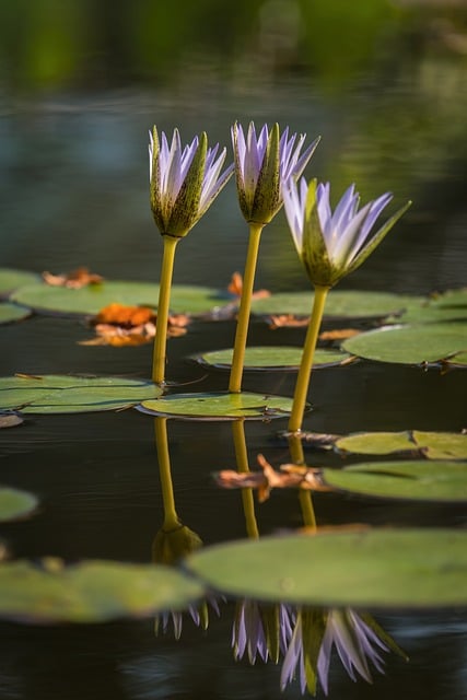 Water Lily Flowers Nature Pond