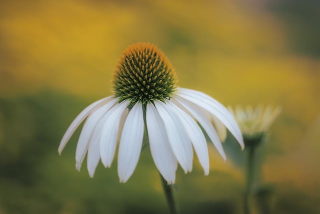 Echinacea White Flower Summer
