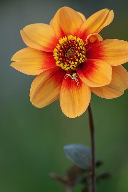 Flower Orange Macro Detail