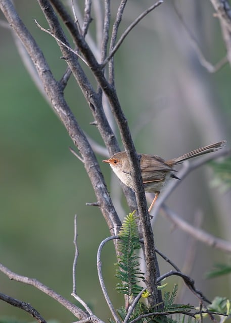 Superb Fairywren Bird Small