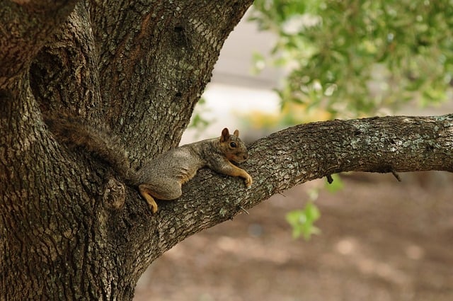 Squirrel Tree Nature Wild Rodent