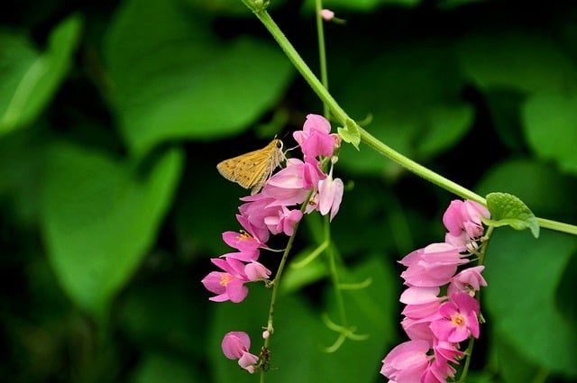 Butterfly Nature Insect Wings