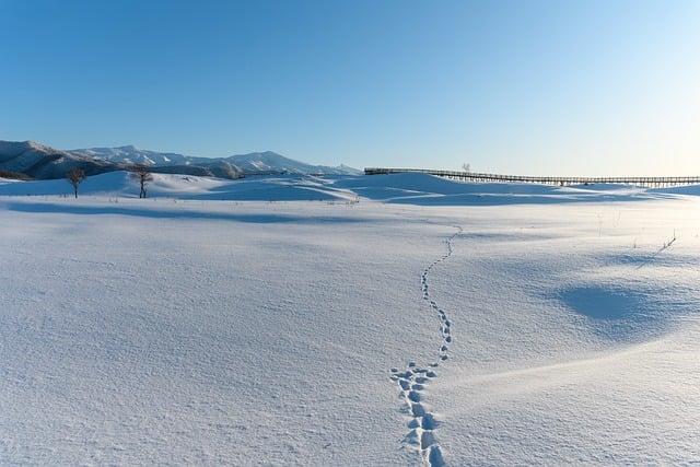Snow Winter Nature Landscape Frost