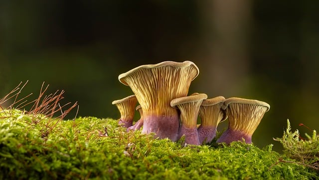 Mushrooms Forest Nature Moss