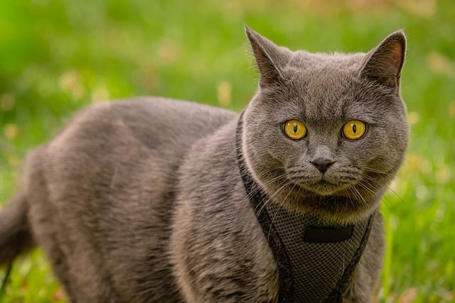 Cat Gray British Shorthair