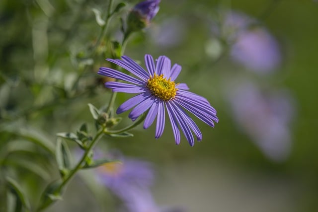 Flower Purple Asters Summer