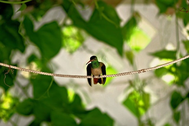 Hummingbird Nature Wings Feathers