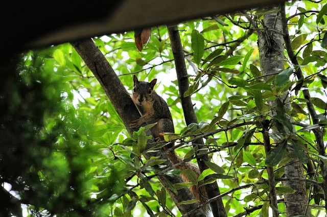 Squirrel Tree Nature Wildlife