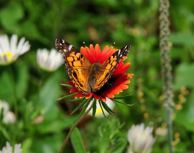 Butterfly Nature Insect Flower