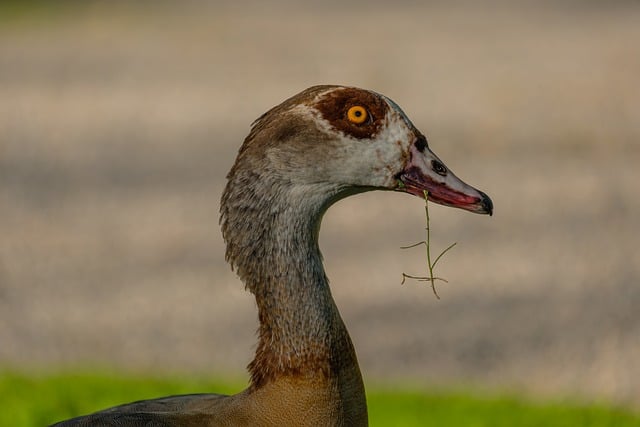 Egyptian Goose Bird Profile Animal