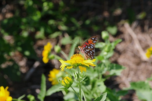 Butterfly Nature Insect Flower