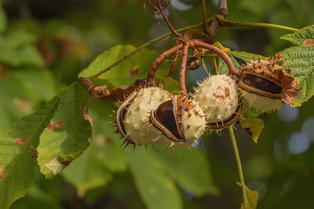 Chestnuts Nature Leaves Tree