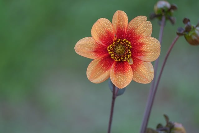 Flower Dew Drops Natural
