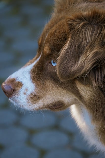 Dog Blue Eyes Profile Mossy Fence